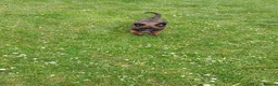 Belgian Shepherd Dog dogs for sale: Belgian Malinois knpv x ring sport fci ikc reg in Omagh - Advert 13