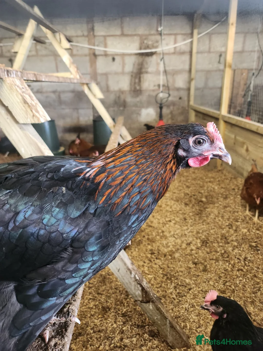 Chickens poultry for sale: Hybrids hens  - Advert 2