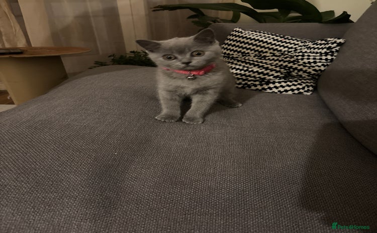 British Shorthair cats - Advert 13