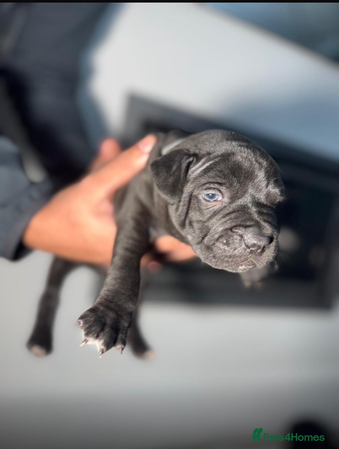 Staffordshire Bull Terrier dogs for sale: True Example Staffordshire bull Terrier Puppies KC - Image 17