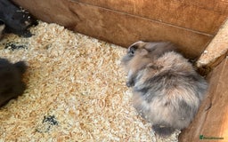 Mini Lop rabbits for sale: Mini lop babies - Image 7
