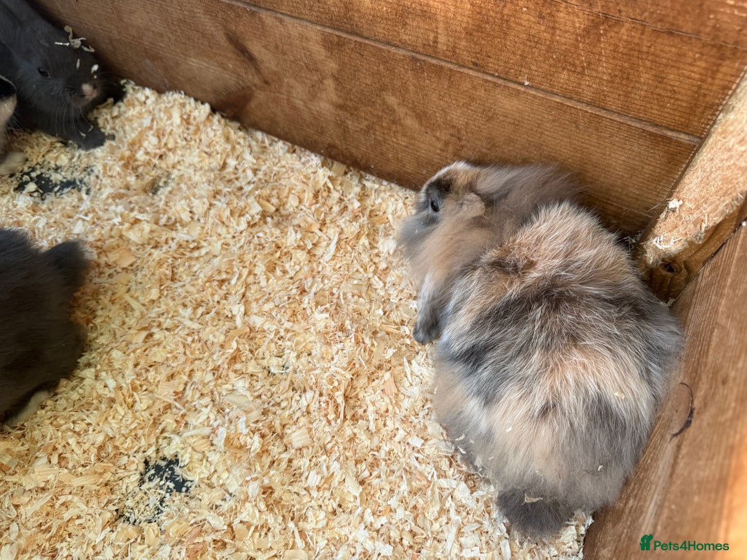 Mini Lop rabbits for sale: Mini lop babies - Image 7