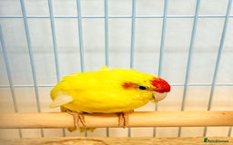 Parrots birds for sale: Beautiful Adorable Kakariki Talking Parrots - Image 15