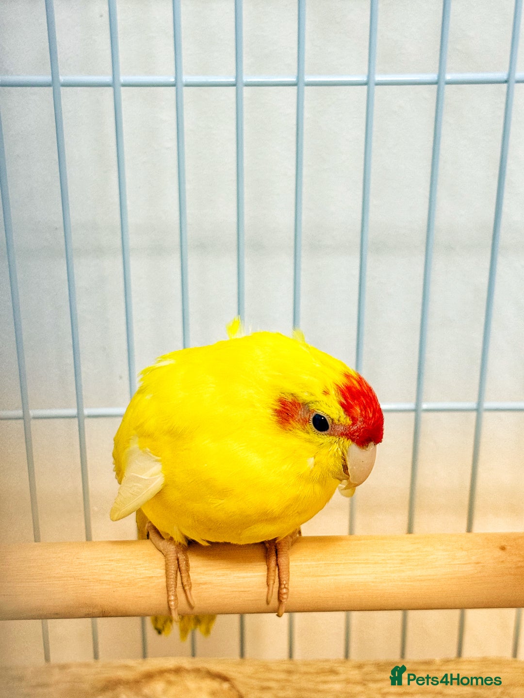 Parrots birds for sale: Beautiful Adorable Kakariki Talking Parrots - Image 15