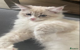 Siberian cats for sale: Siberian kittens   Neva Masquerade White - Image 14