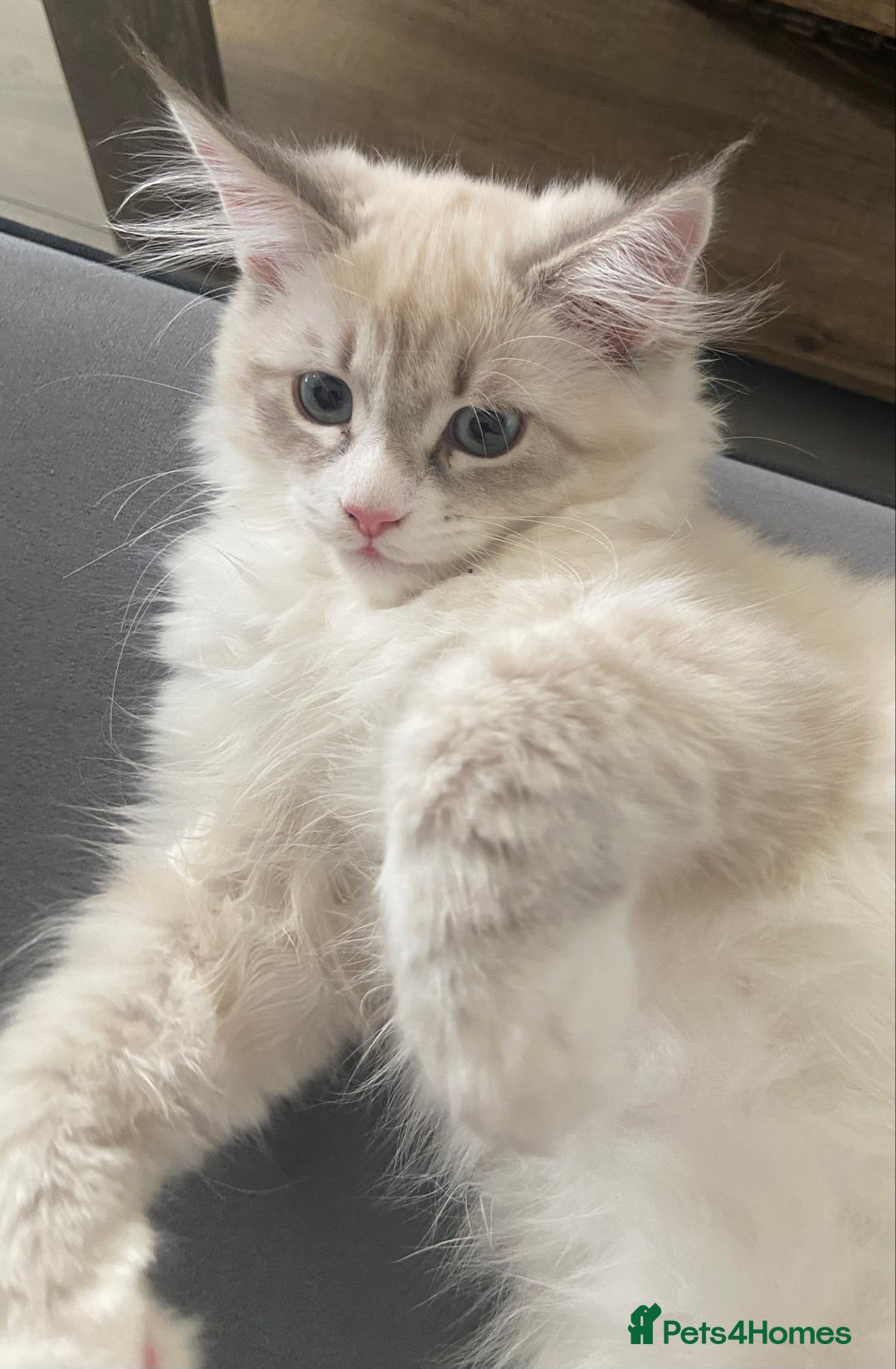 Siberian cats for sale: Siberian kittens   Neva Masquerade White - Image 14