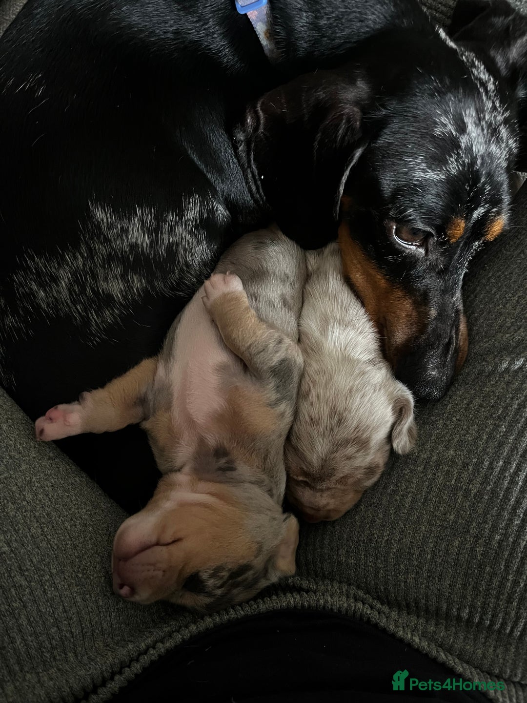 Miniature Dachshund dogs for sale: Short haired miniature dachshund puppies  - Advert 7