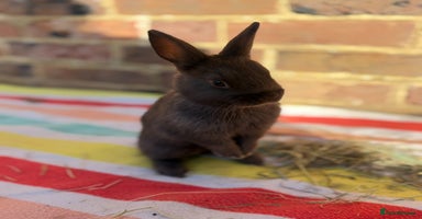 Netherland Dwarf rabbits Sweet boy Netherland dwarf bunny ready Dec 13th - Advert 2