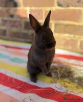 Netherland Dwarf rabbits Sweet boy Netherland dwarf bunny ready Dec 13th - Advert 2