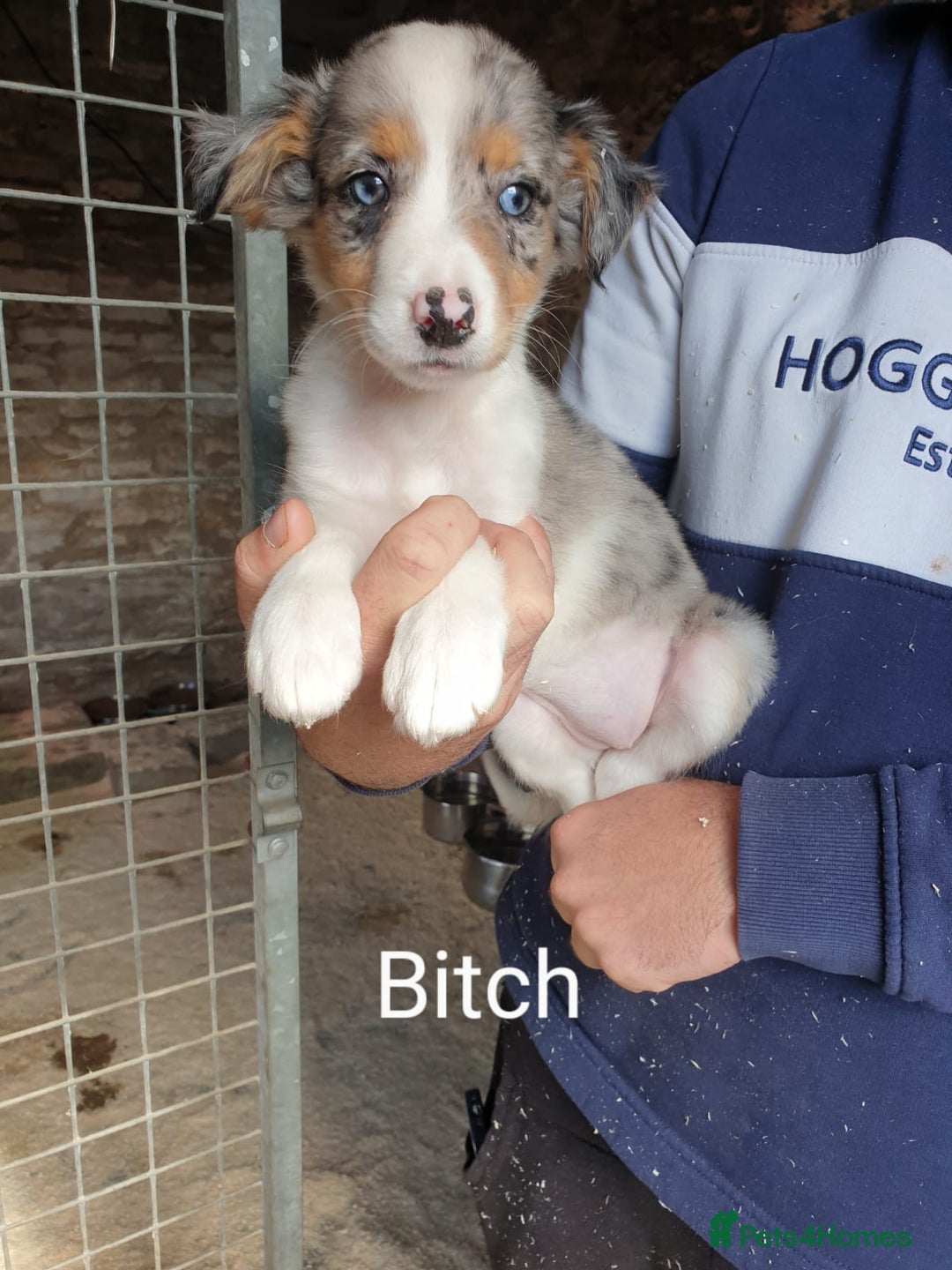 Border Collie dogs for sale: Beautiful border collie puppies  - Image 9