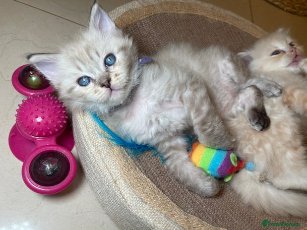 Ragdoll cats - Advert 1