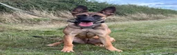 Belgian Shepherd Dog dogs for sale: Mali/dutch Female BRN  - Advert 7