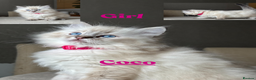 Ragdoll cats for sale: 5 beautiful PURE Ragdolls - Champion Bloodlines - Advert 9