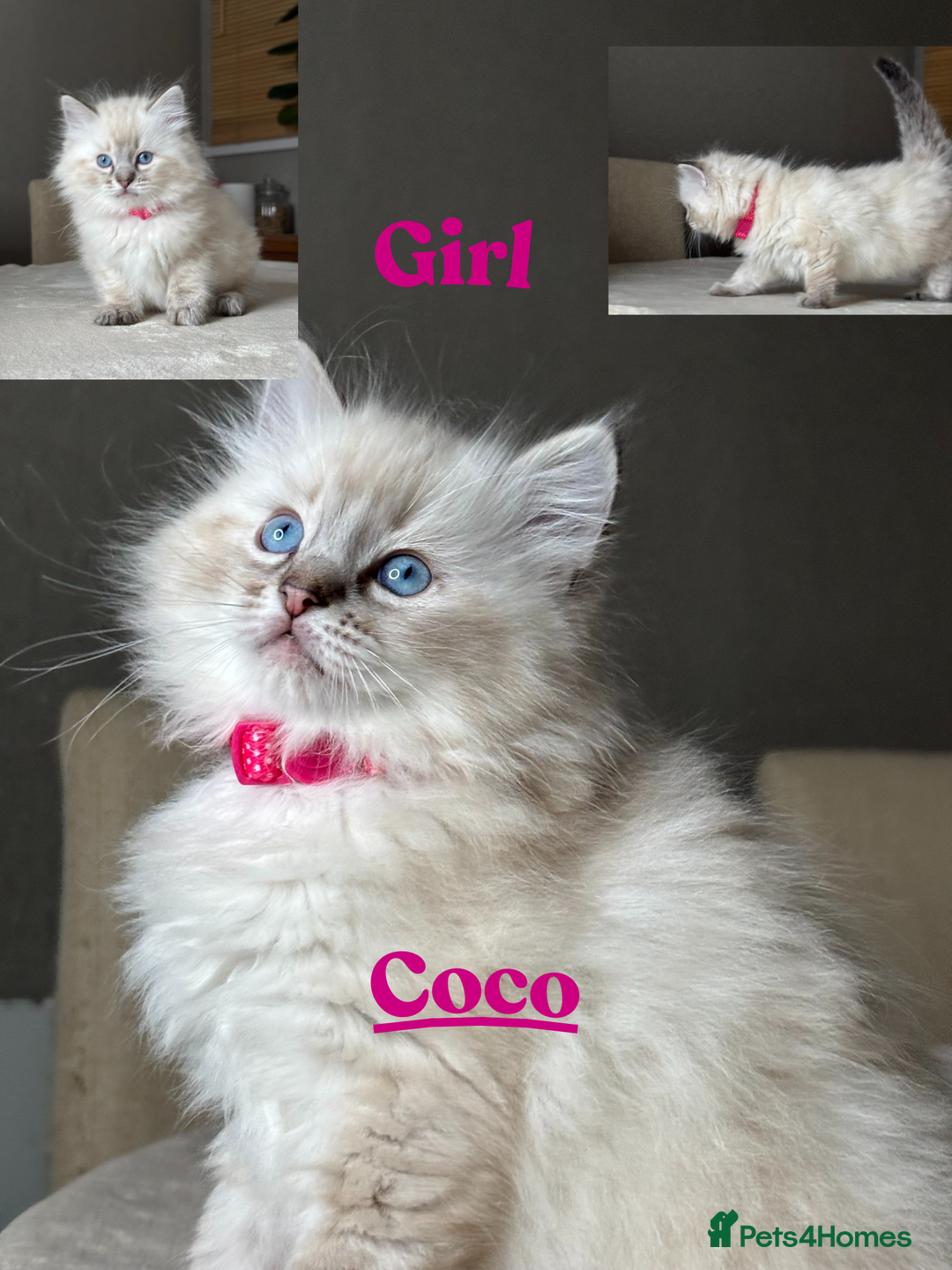 Ragdoll cats for sale: 5 beautiful PURE Ragdolls - Champion Bloodlines - Advert 9