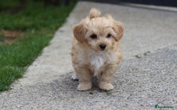 Cavapoochon dogs for sale: Beautiful Cavapoochon boy for sale - Image 13