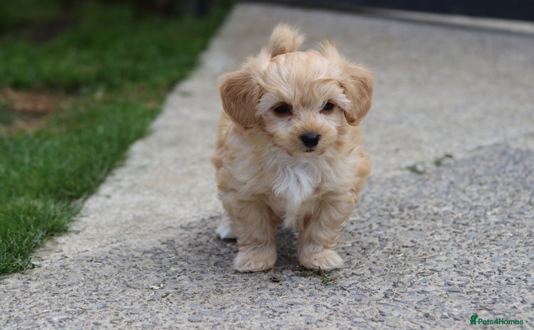 Cavapoochon dogs - Advert 2