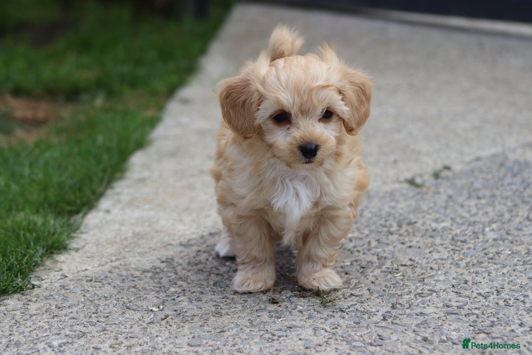 Cavapoochon dogs for sale: Beautiful Cavapoochon boy for sale - Image 13
