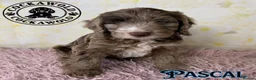 Cockapoo dogs for sale: 💖 Exceptional F1 Cockapoo Puppies 💖  - Advert 34