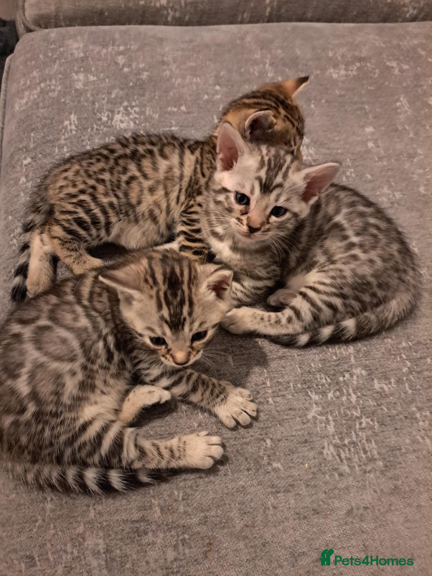 Bengal cats Adorable  full blood line pedigree Bengal kittens. - Advert 2