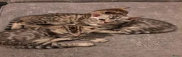 Bengal cats for sale: Adorable  full blood line pedigree Bengal kittens. - Advert 2