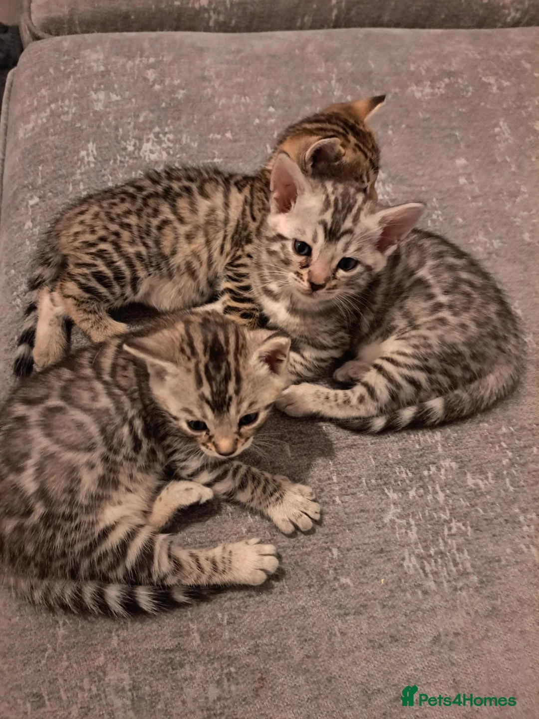 Bengal cats for sale: Adorable  full blood line pedigree Bengal kittens. - Advert 2