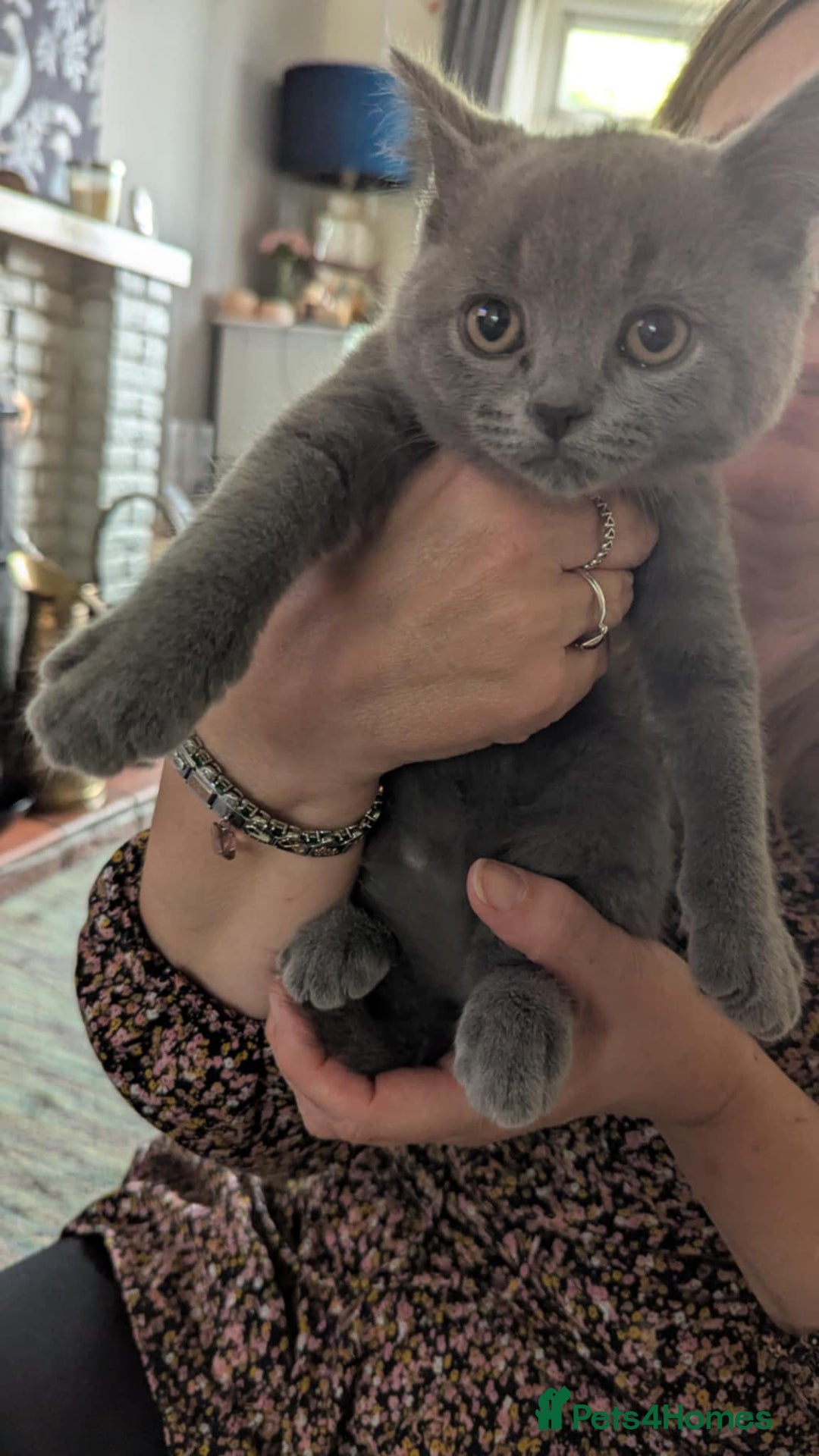 Persian cats for sale: British blue and Persian mix kittens ready now ❤️ - Image 13