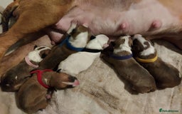 Bull Terrier dogs for stud: English Bull Terrier STUD dog - Image 10