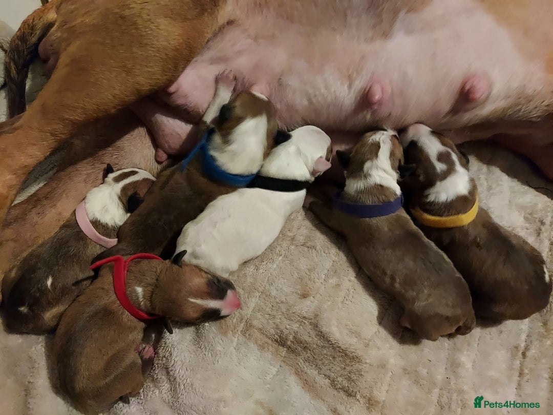Bull Terrier dogs for stud: English Bull Terrier STUD dog - Image 10