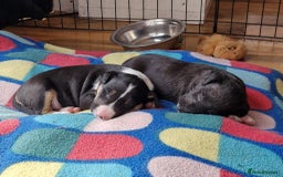 Mixed Breed dogs for sale: Beautiful pups 6 Males - Image 6