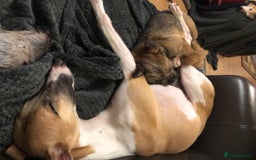 Whippet dogs for stud: KC Registered Whippet Dog in Swadlincote - Image 3