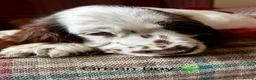 Cocker Spaniel dogs for sale: KC registered, show type, cocker spaniels  - Advert 5