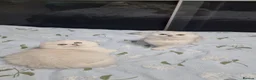 Scottish Fold cats for sale: Last kittens, girl & boy looking for their homes  - Advert 9