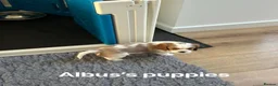 Cavalier King Charles Spaniel dogs for stud: KC Reg Health Tested Proven Cavalier King Charles  - Advert 11