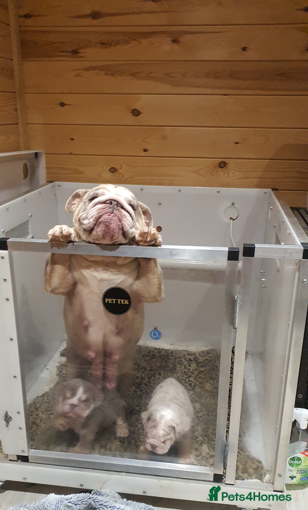 English Bulldog dogs for sale: Stunning English bulldog - Advert 6