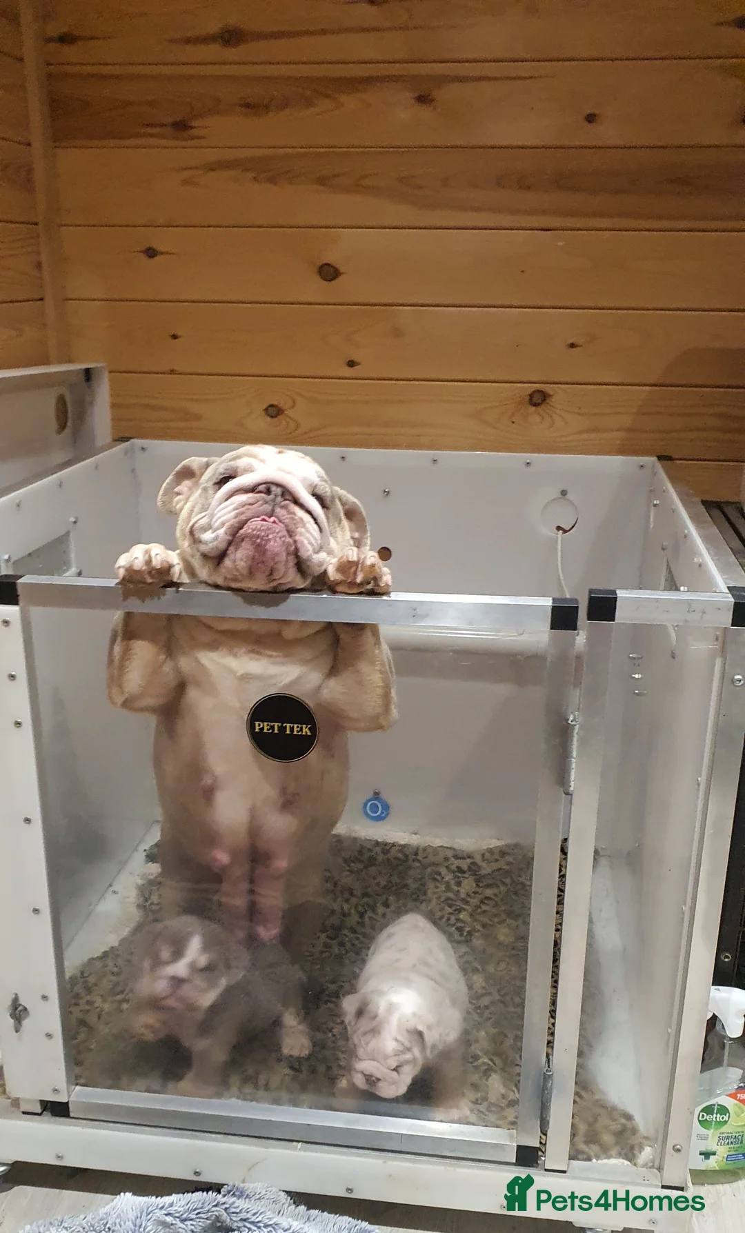 English Bulldog dogs for sale: Lovely lilac and tan Merle girl - Advert 7