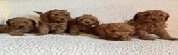 Cockapoo dogs for sale: F1b cockapoo puppies - DNA health test clear  - Advert 11