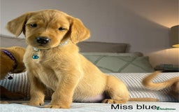 Goldador dogs for sale: PARENTS ARE HIP, ELBOW AND DNA CHECKED PERFECT  - Image 4