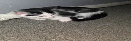 Mixed Breed cats for sale: 2 black and white kittens - Advert 6
