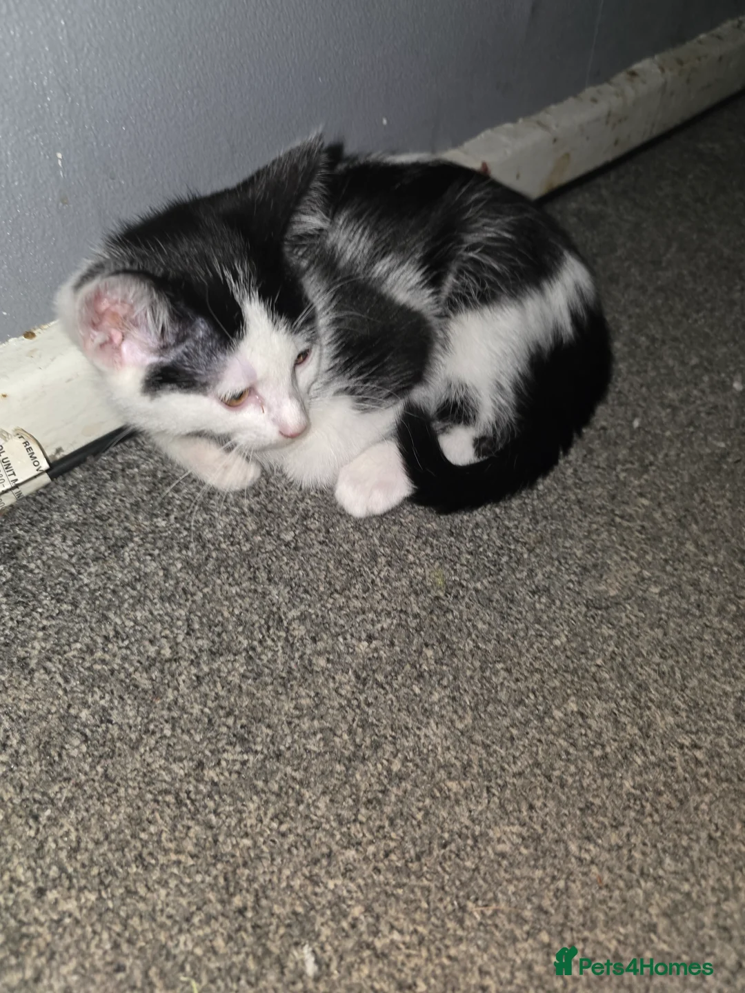 Mixed Breed cats for sale: 2 black and white kittens - Advert 6
