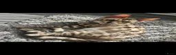 Bengal cats for sale: Bengal and Maine Coon Males in West Bromwich - Advert 8