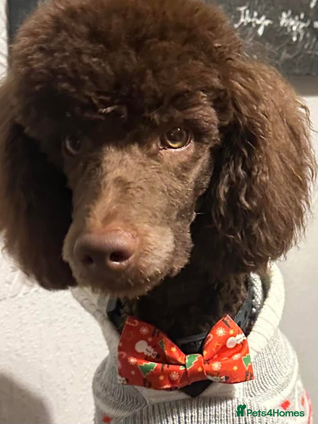 Poodle dogs Beautiful Moyan poodle  - Advert 2