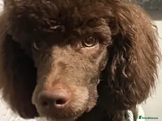 Poodle dogs Beautiful Moyan poodle - Advert 2