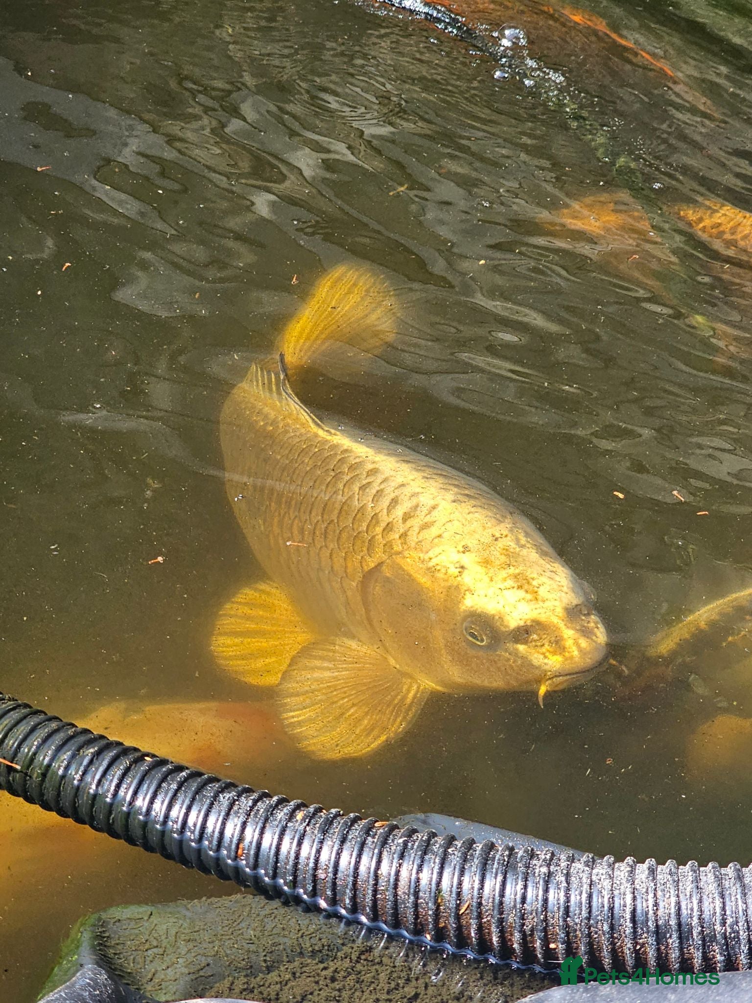 Koi Carp fish Mix of koi carp/sturgeon and tench for sale - Advert 4
