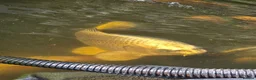 Koi Carp fish for sale: Mix of koi carp/sturgeon and tench for sale in Leeds - Advert 1