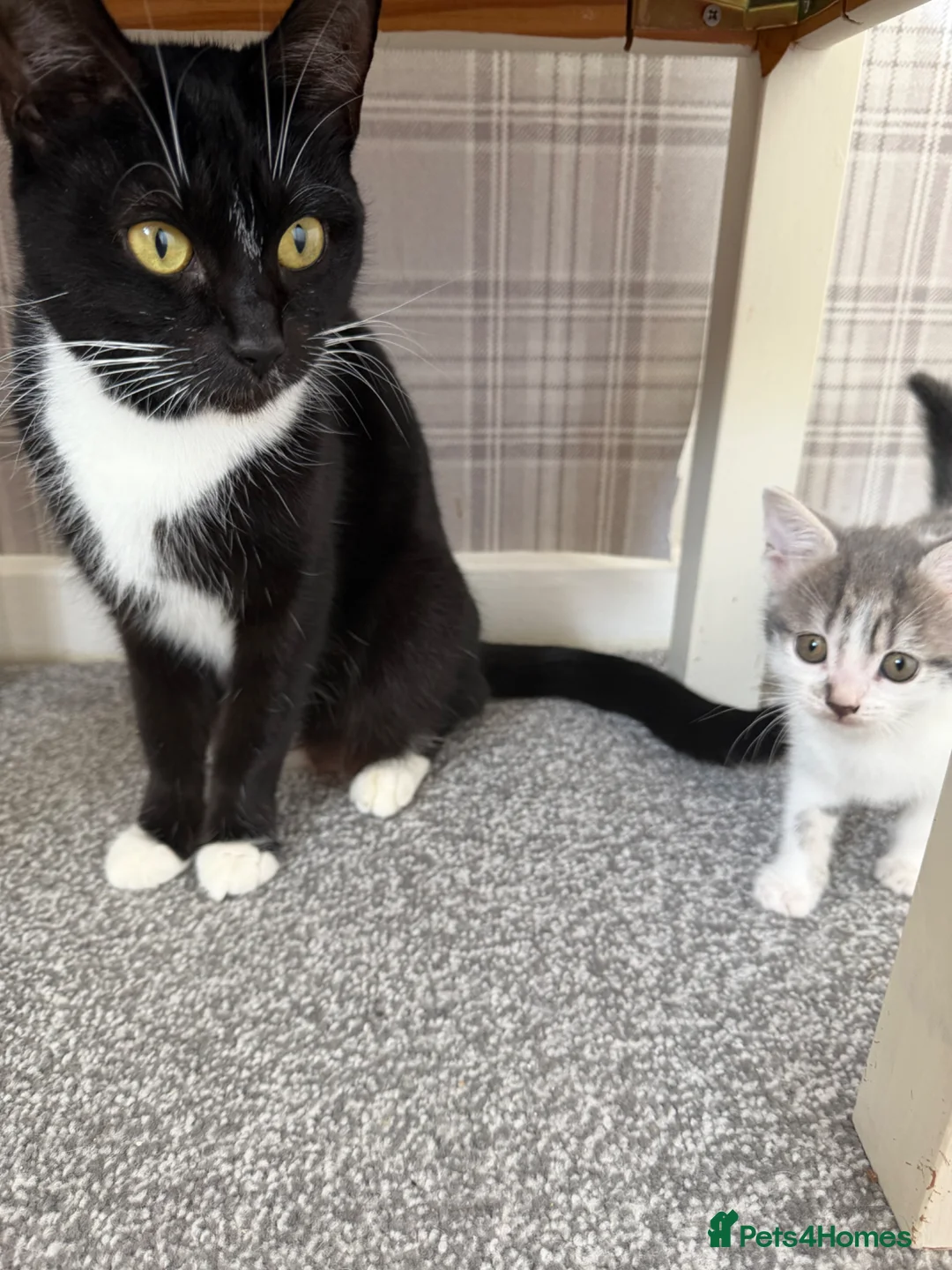Mixed Breed cats for sale: Female silver and white tabby kitten  - Advert 1