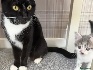 Mixed Breed cats Female silver and white tabby kitten - Advert 2