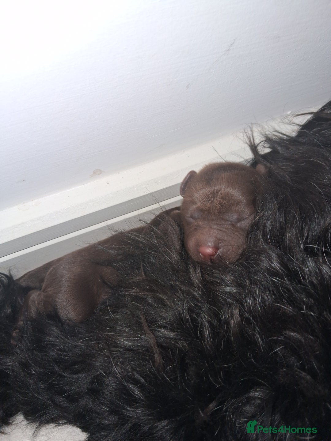 Mixed Breed dogs for sale: ☆six beautiful male puppys seeking forever homes☆ - Advert 8