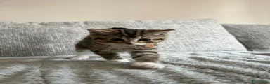 Ragdoll Kitten 5