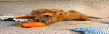 Toy Poodle 4