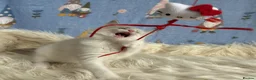 Ragdoll cats for sale: 🐾 Beautiful Ragdoll Kittens for Sale 🐾 - Advert 11